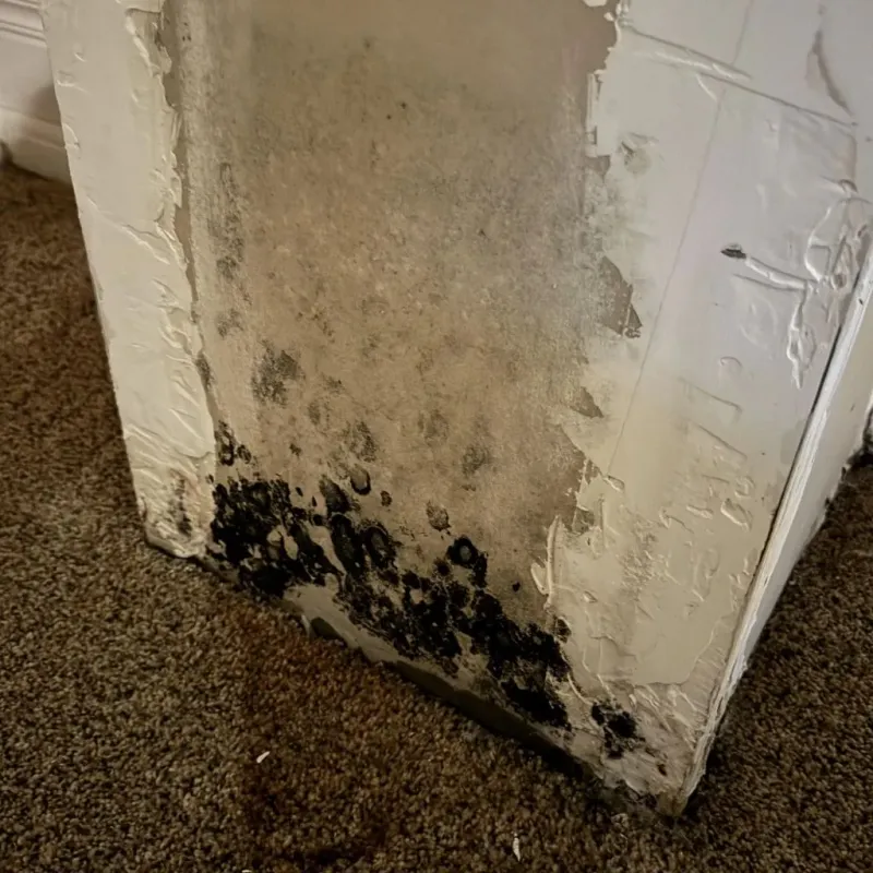 Professional Mold Removal in Harrison County, WV